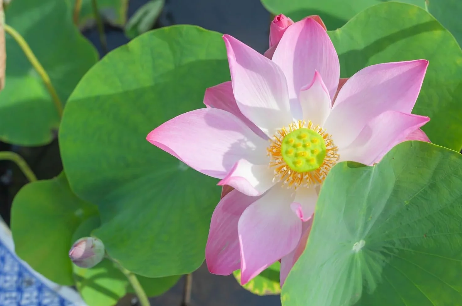 Lotus Lot de 40 pièces pour mini étangs, bols et chambres