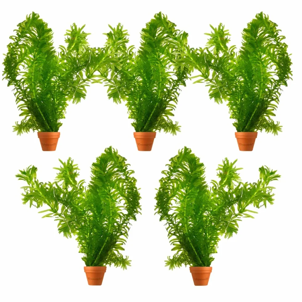 Élodée Elodea Densa Set de 5 Plante Oxygénante pour Bassin Aquarium