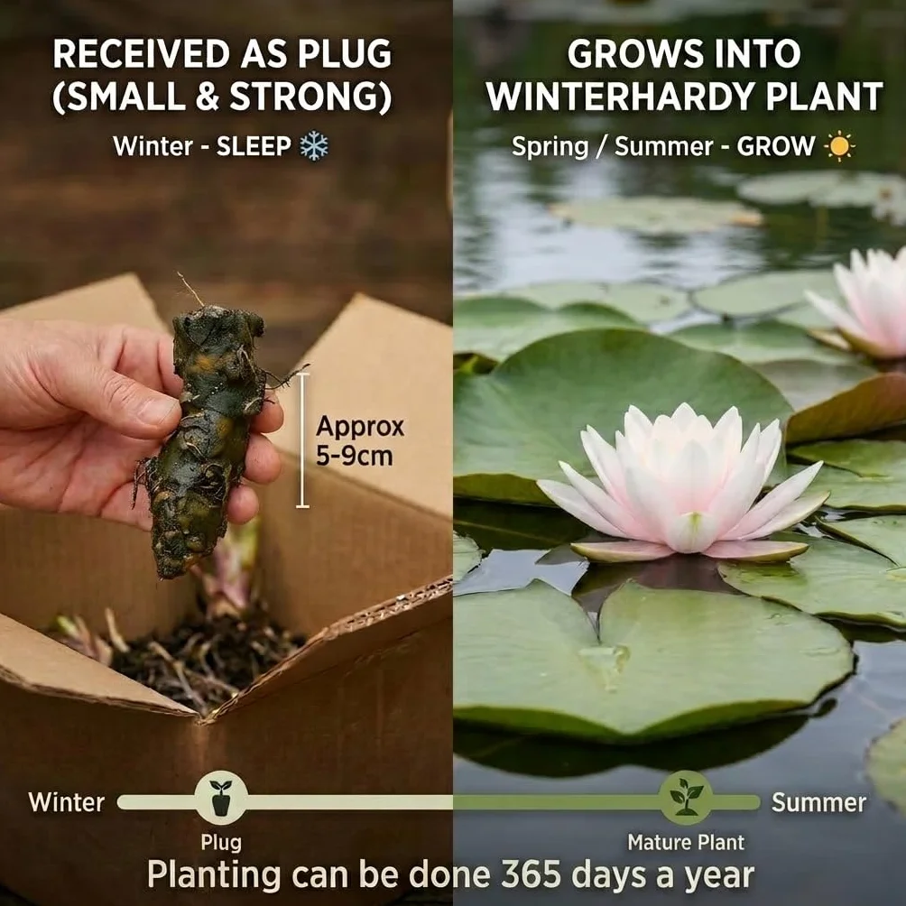 Nénuphar Rouge en Panier Nymphaea Attraction Plante de Bassin Kit Complet Substrat Engrais Gravier 10-100 cm