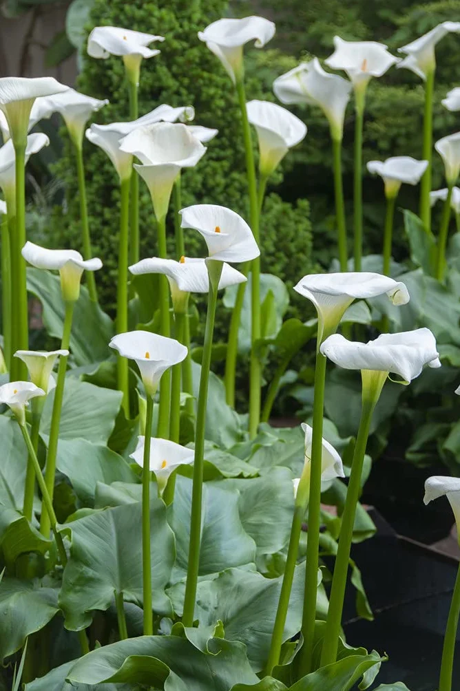 Bloomique Zantedeschia Aethiopica Arum blanc Plantes de bassin Résistante au gel Hauteur 10-20 cm Pot 9 cm
