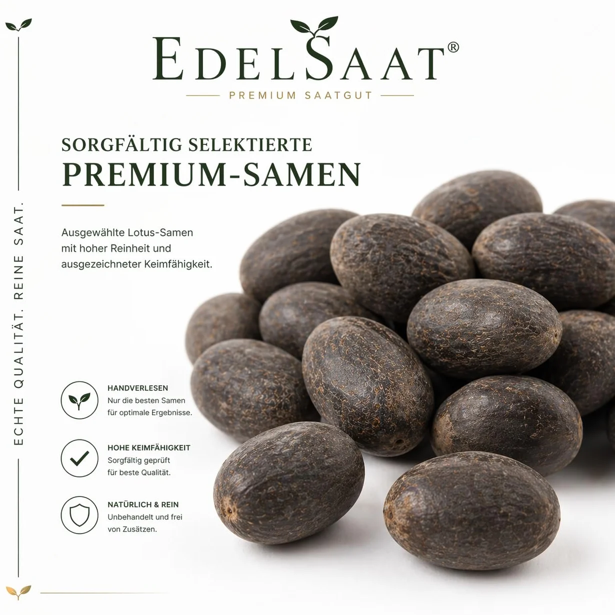 Nelumbo Nucifera Lotus Seeds – 30 graines de lotus premium, Résistant à l’hiver, Pour bassins et jardin