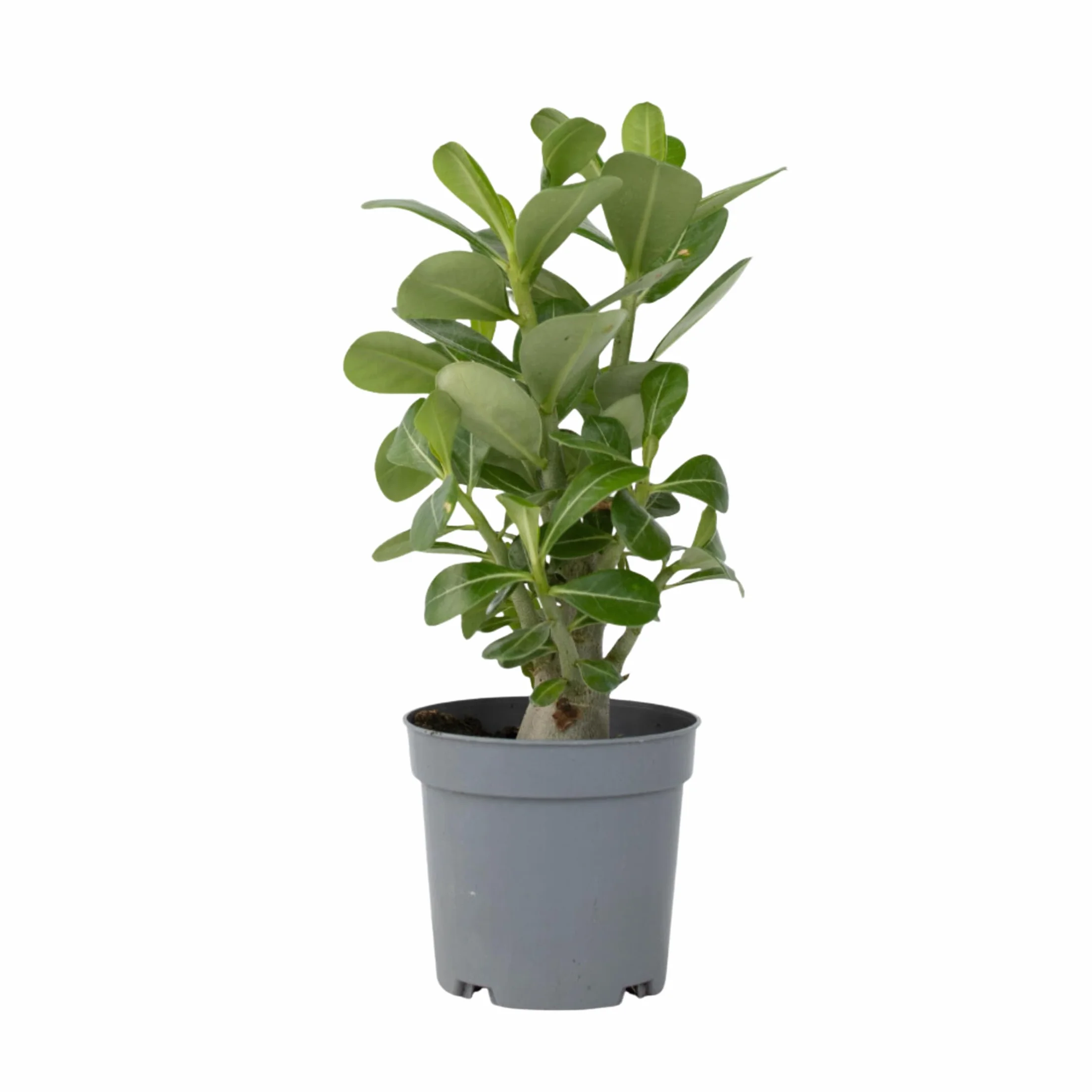 Adenium Obesum Rose du désert 25-40cm Pot 10,5cm Plante d'intérieur fleurie