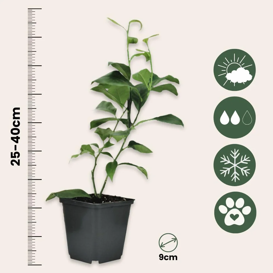 Plant in a Box Citrus Mélange 3 Citronnier Oranger Limetier Set Pot 9cm Hauteur 25-40cm