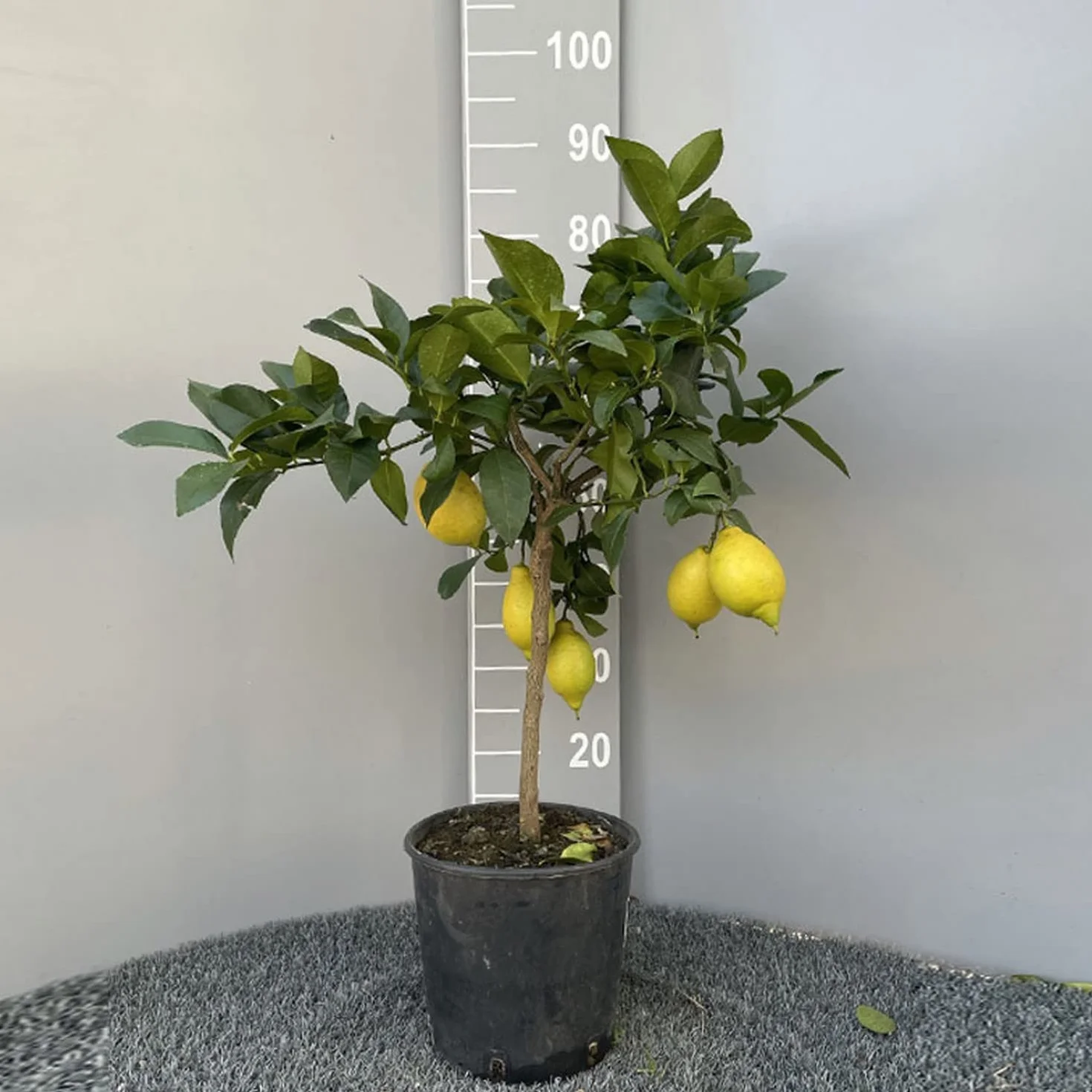 SAVINI VIVAI Citronnier Lunario plant en pot 20 cm hauteur 70 cm 2-3 ans greffage Italie