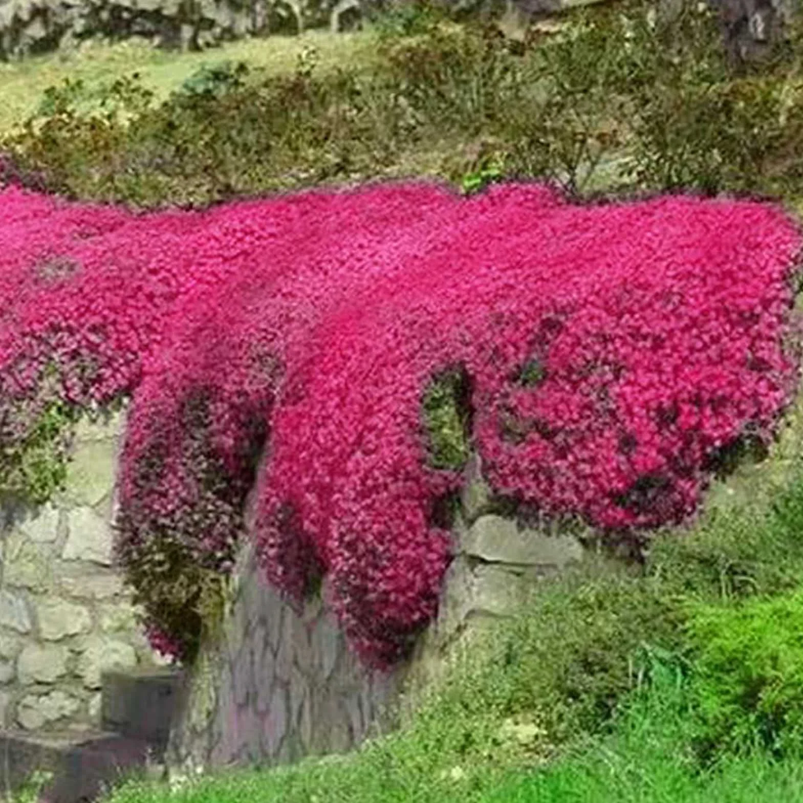 Graines de thym rampantes multicolores 200 pièces outil de jardinage