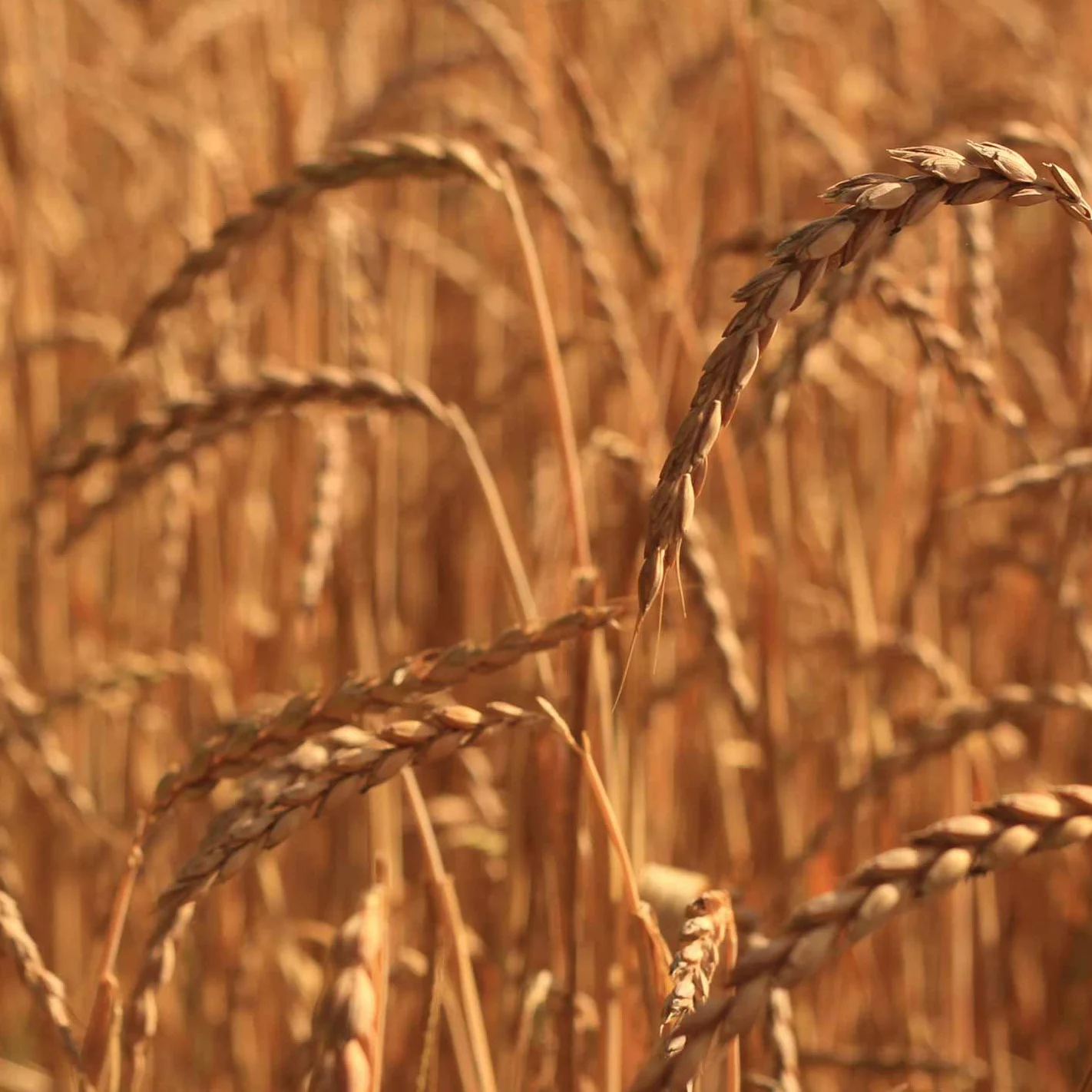 Épeautre bio pour remplissage de coussin à partir de 1 kg jusqu'à 30 kg – Les grains d'épeautre sont nettoyés et dépoussiérés