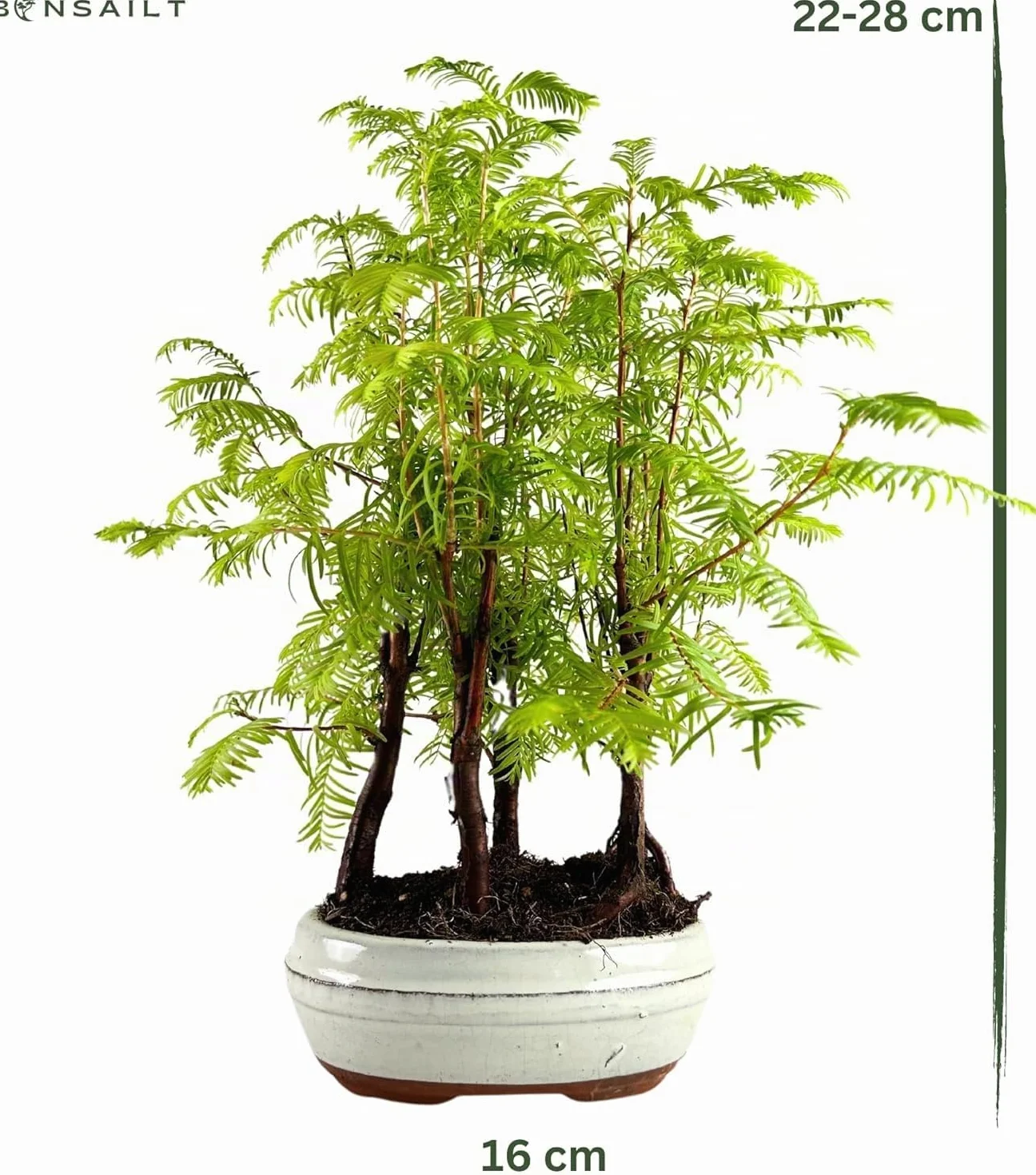 Bonsaï Metasequoia Arbre avec pot en céramique Forêt Plein Air (P16)