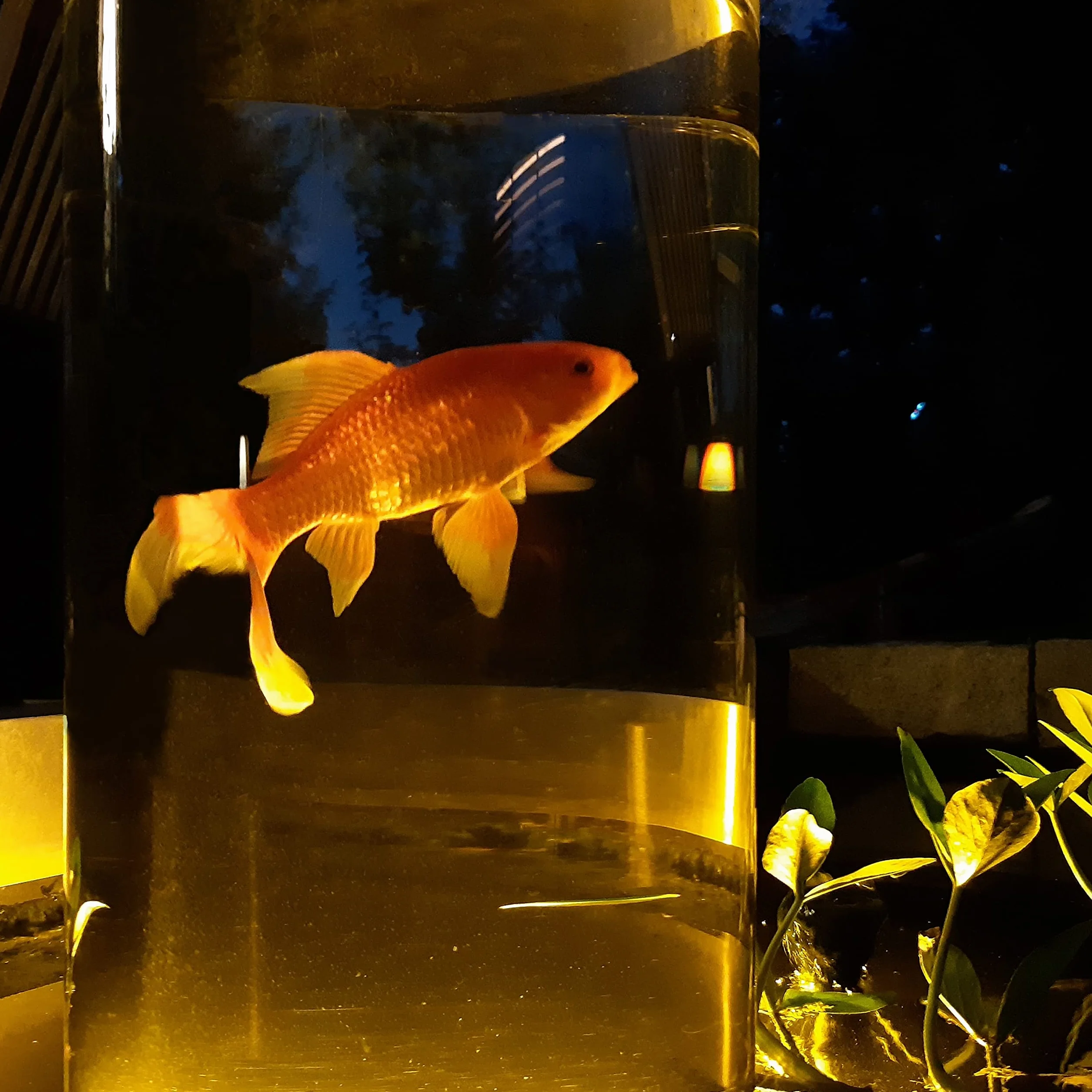 PLEXIGLAS Colonne à poissons 100 cm x 20 cm Art aquatique