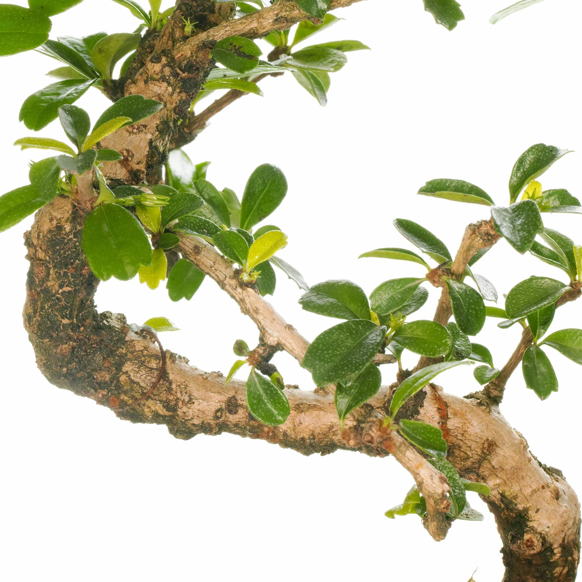 Bonsaï d'intérieur Carmona Arbre à Thé de Fukien Pot 15 cm 30-40 cm