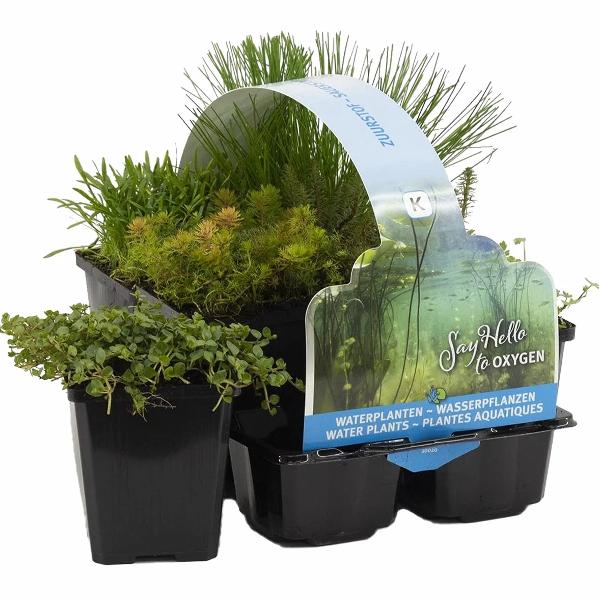 Bloomique Lot de 6 Plantes de Bassin Oxygénantes Hippuris Hydrocotyle Lilaeopsis Myriophyllum Rotala Scirpus Zone 5 Hauteur 15-25 cm Pot 9 cm