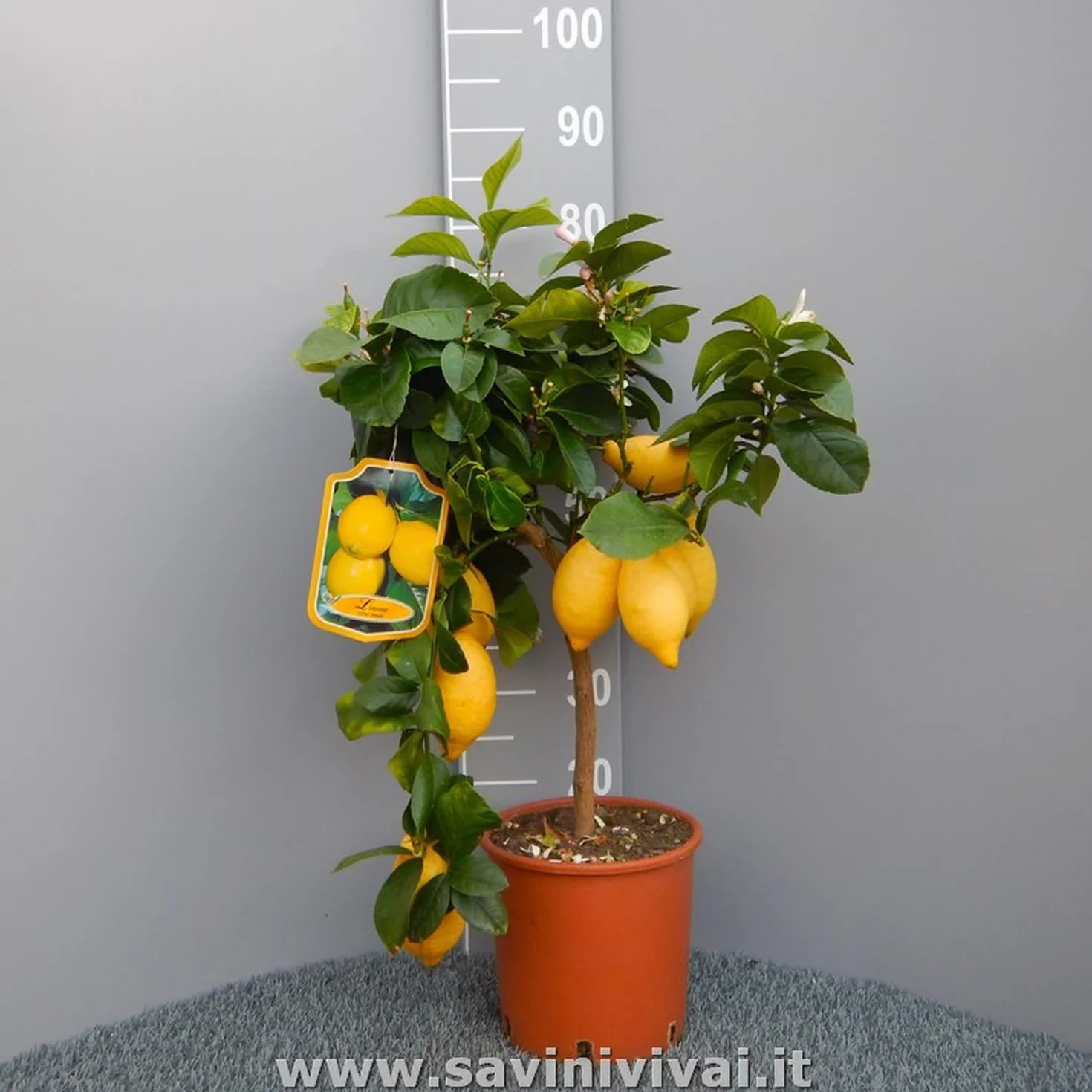 SAVINI VIVAI Citronnier Lunario plant en pot 20 cm hauteur 70 cm 2-3 ans greffage Italie
