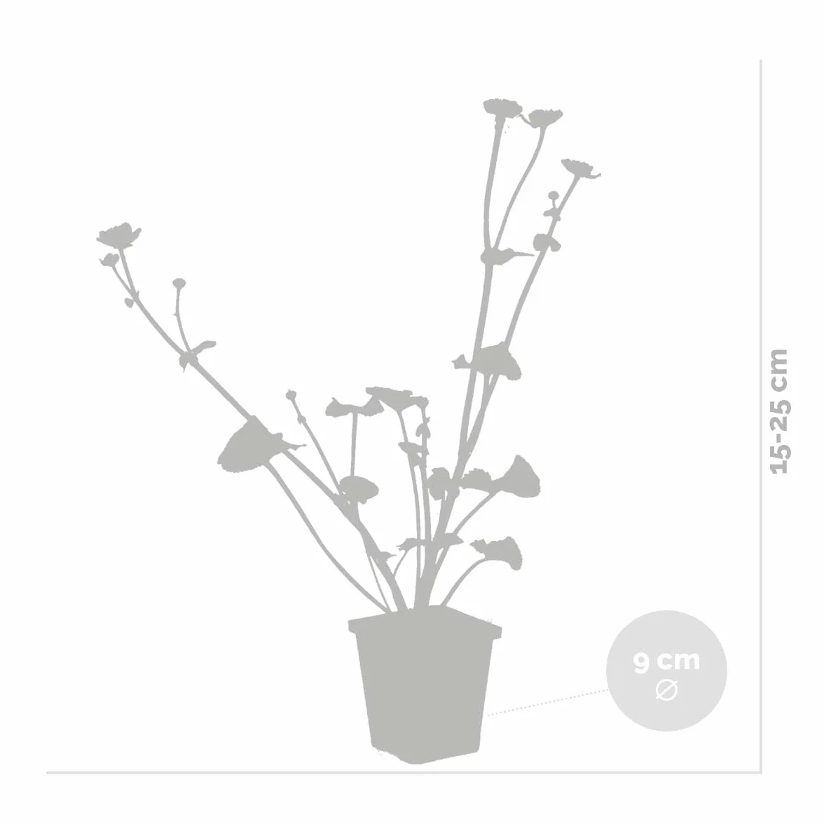 Caltha Palustris Populage des marais Plantes de bassin Rustique 15-25 cm Pot 9 cm