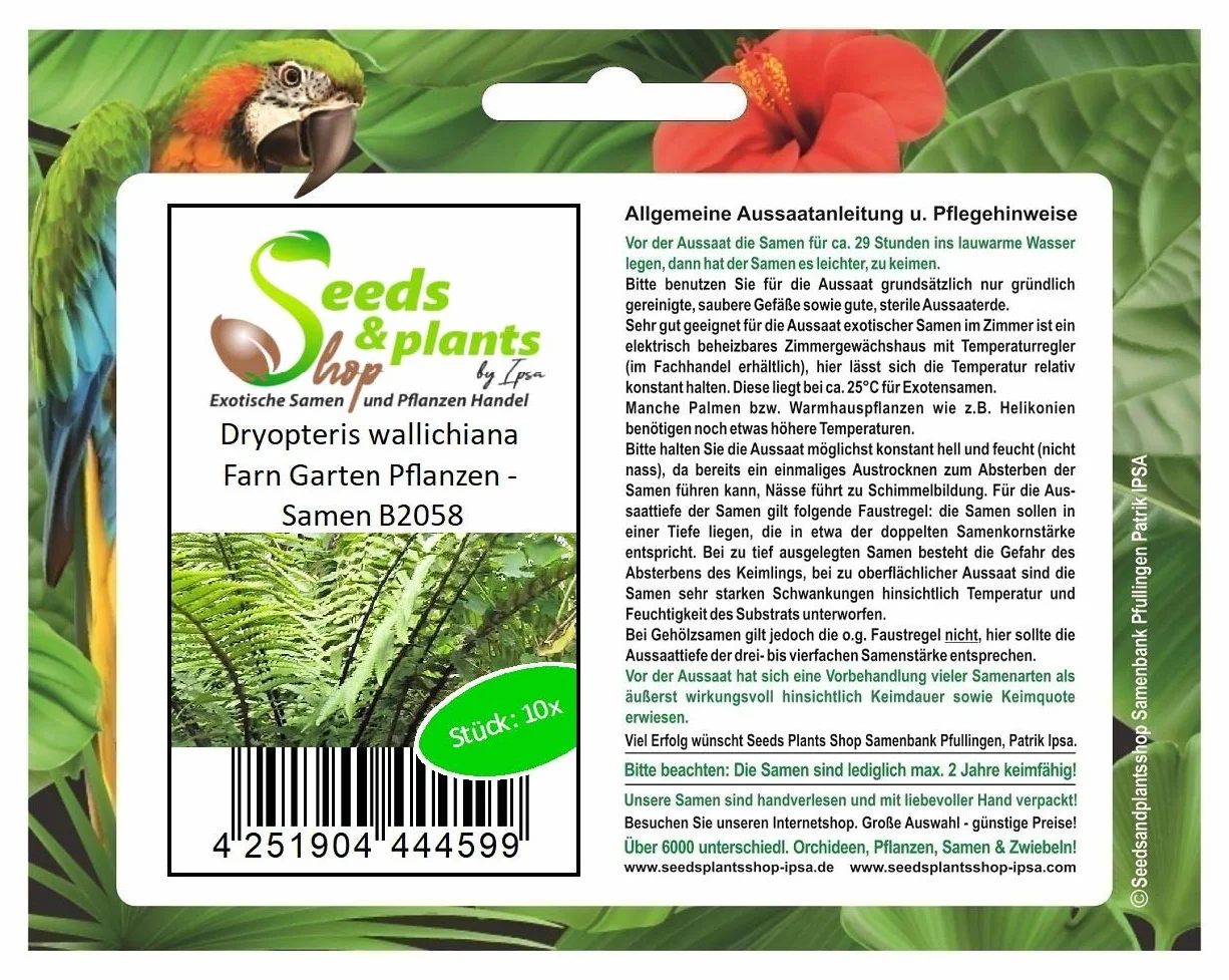 Dryopteris Wallichiana Fougère Jardin Graines 10x