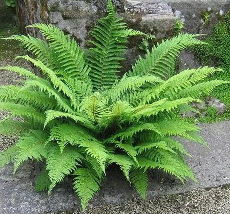 FOUGÈRE COMMUNE Asplenium filix Pied de 3 ou 4 Ans MINI