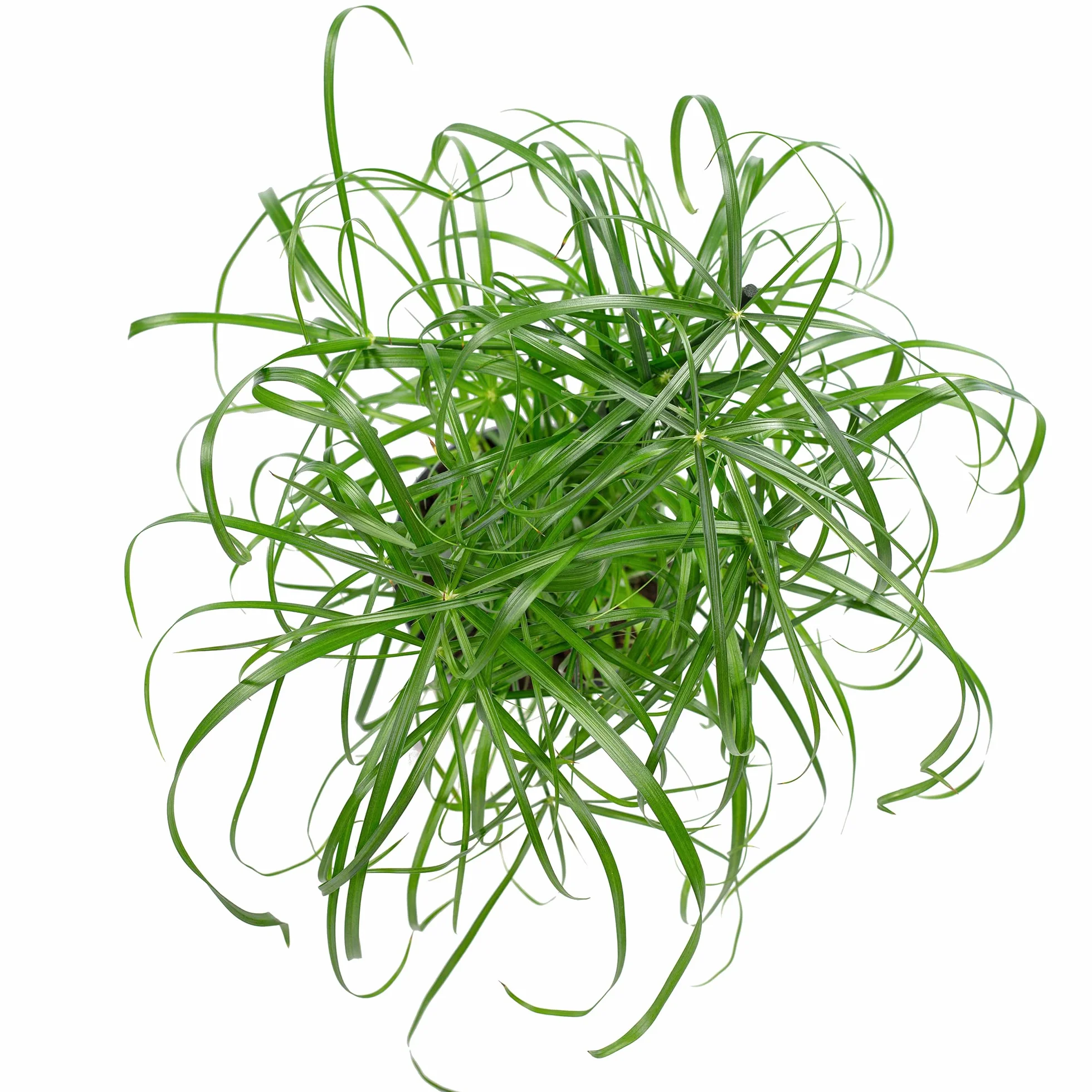 Cyperus alternifolius Papyrus alternifolié plante d'intérieur 60 cm pot 14 cm