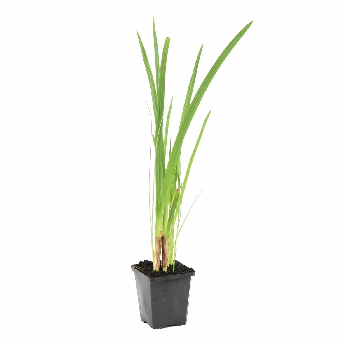 Bloomique Schizostylis Coccinea Lys des Cafres rouge Glaïeul des marais Plantes aquatiques Rustique Hauteur 10-20 cm Pot 9 cm