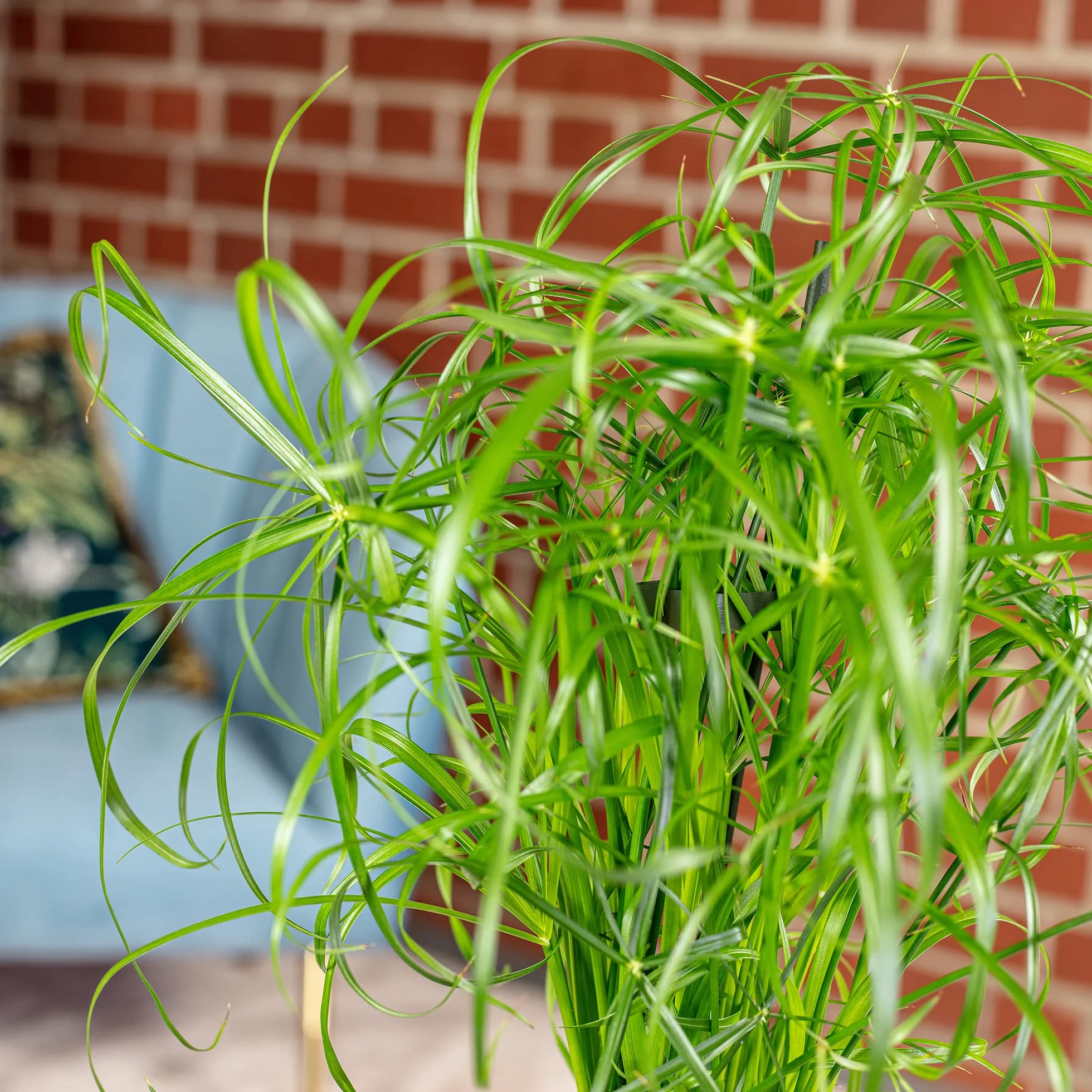 Cyperus alternifolius Papyrus alternifolié plante d'intérieur 60 cm pot 14 cm
