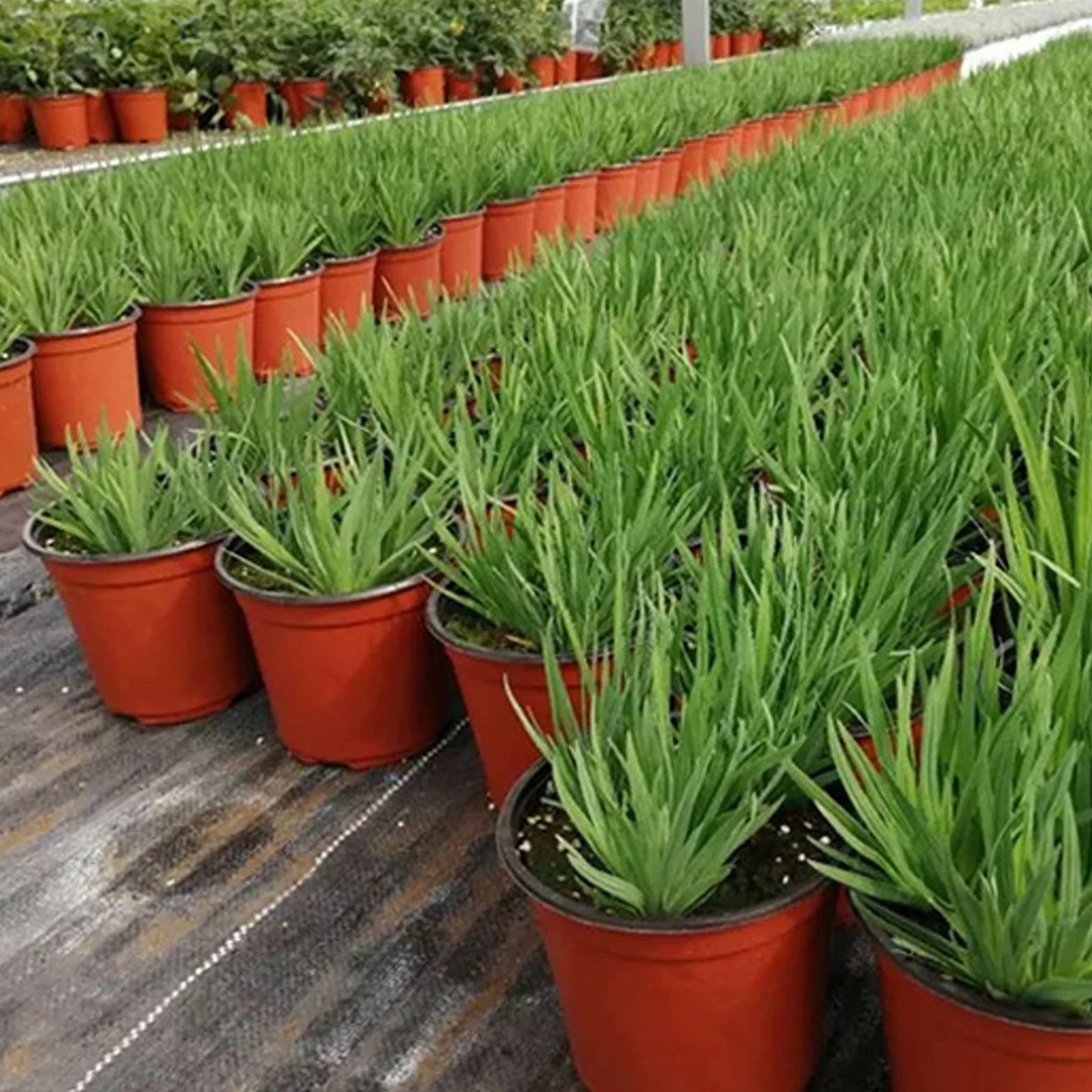 Lot de 100 pots de fleurs en plastique réutilisables 9 cm pour plantes grasses
