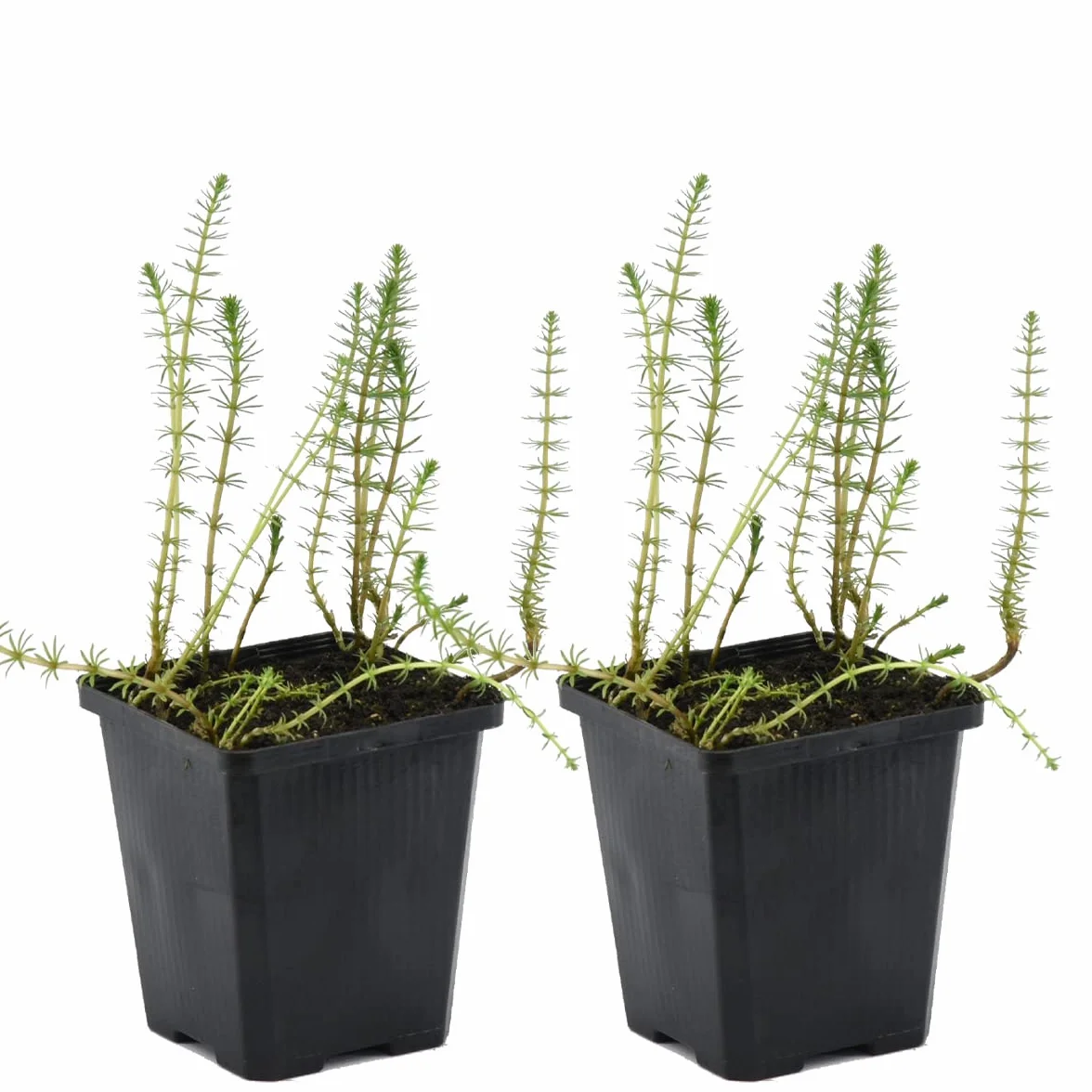 Bloomique Hippuris Vulgaris Plantes de bassin aquatiques Rustique Hauteur 10-20 cm Pot 11 cm