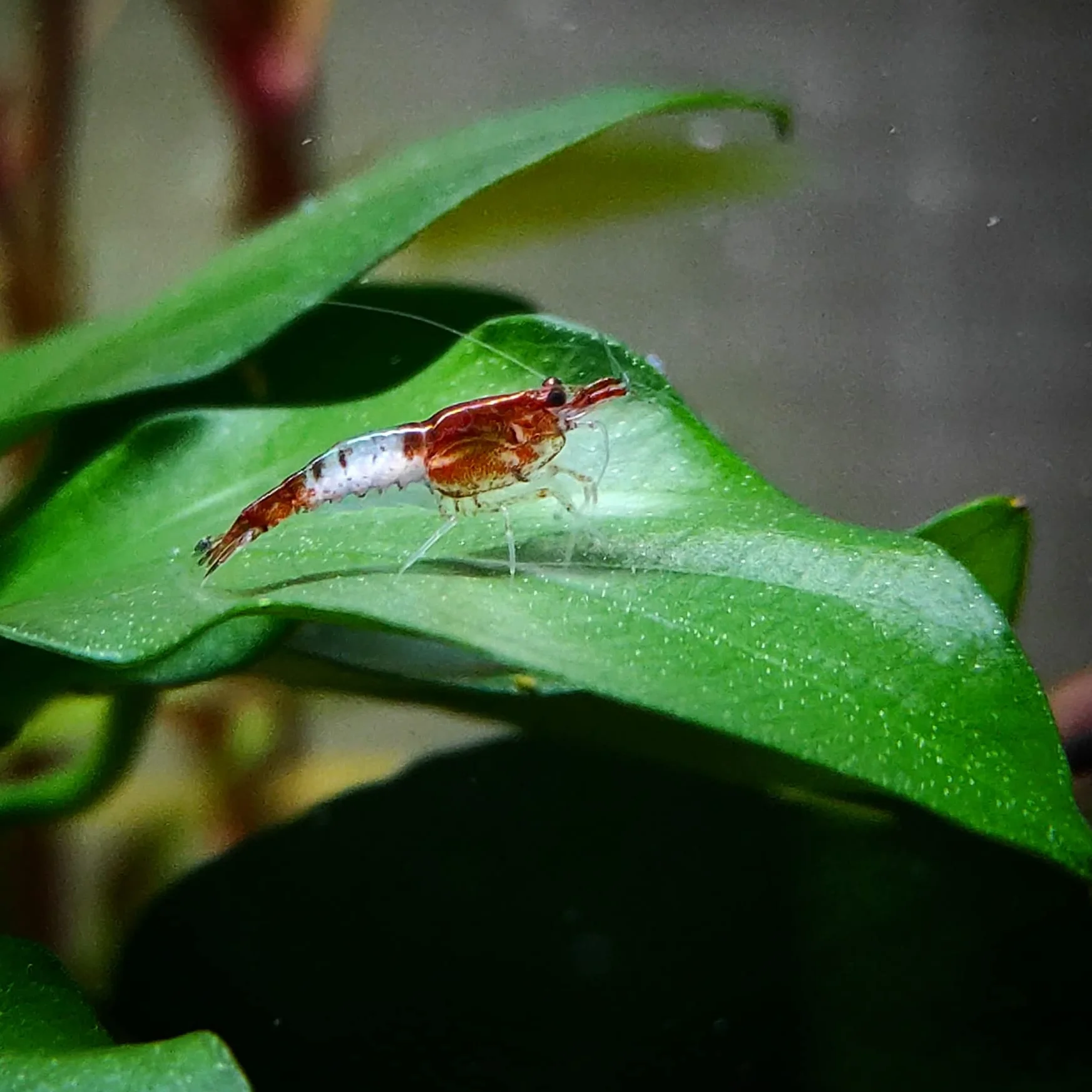Lebonaqua Crevettes Rili Sakura Rouge Écrevisses naines Cambarellus Patzcuarensis Orange CPO Aquarium d'eau Douce