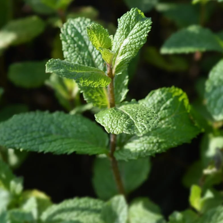 Menthe Marocaine Pot 1,5L
