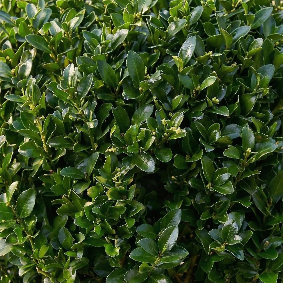 Bloomique Ilex Crenata Jenny Houx japonais Feuillage Persistant Rustique Hauteur 30-40 cm Pot 17 cm