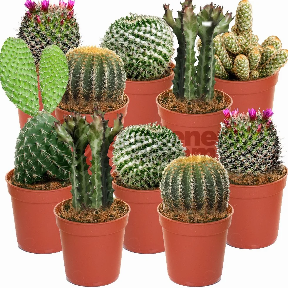 GardenersDream Ensemble Cactus et Plantes Grasses Naturelles 10 Plantes Succulentes