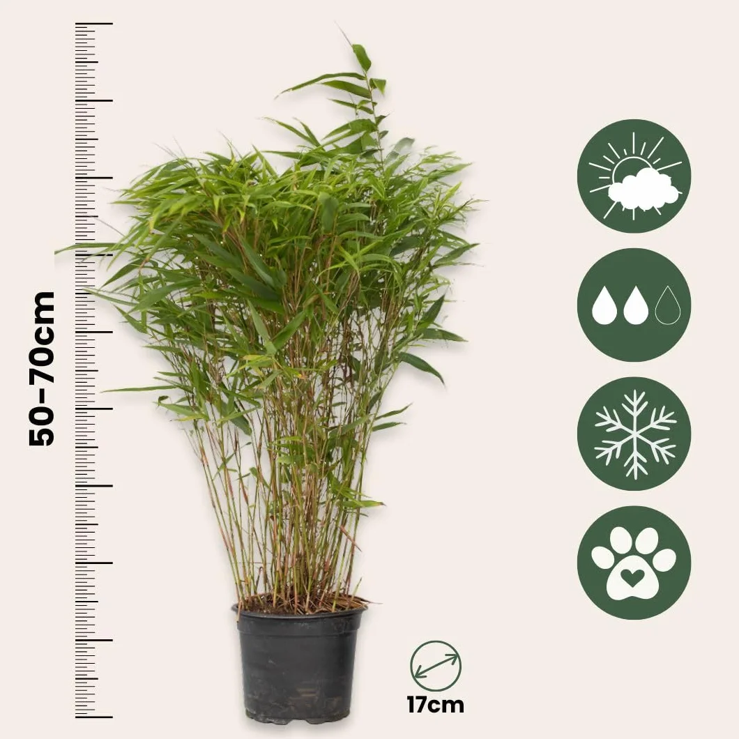 Fargesia nitida 'Gansu' Bambou sacré non traçant Pot 17cm 50-70cm Set de 6
