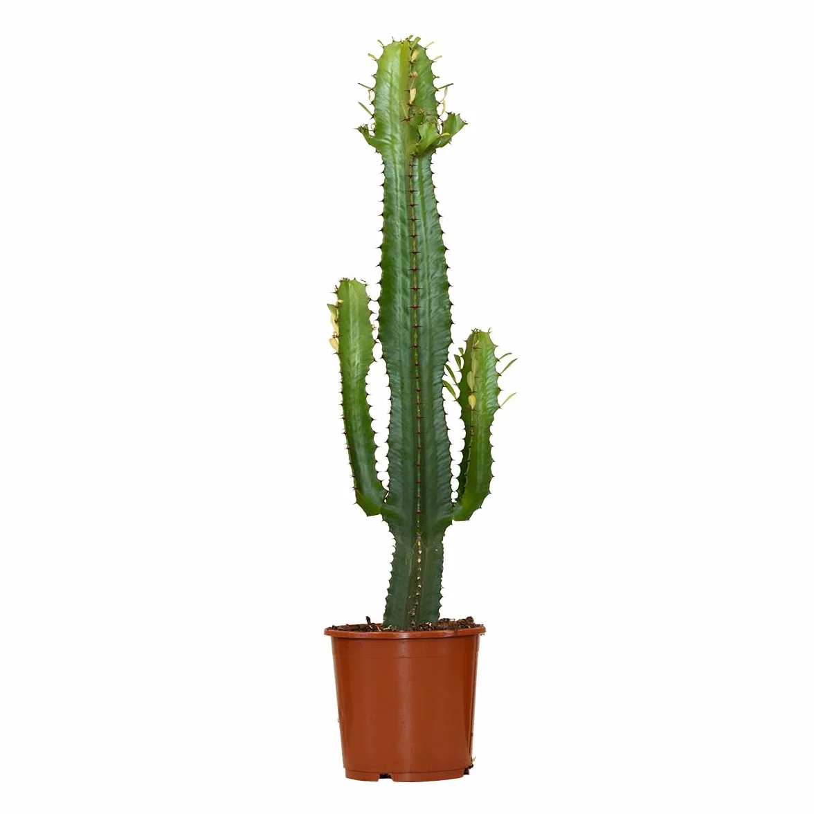 Euphorbia Acrurensis Cactus Cowboy Plante cactus 60-70 cm Pot 17 cm