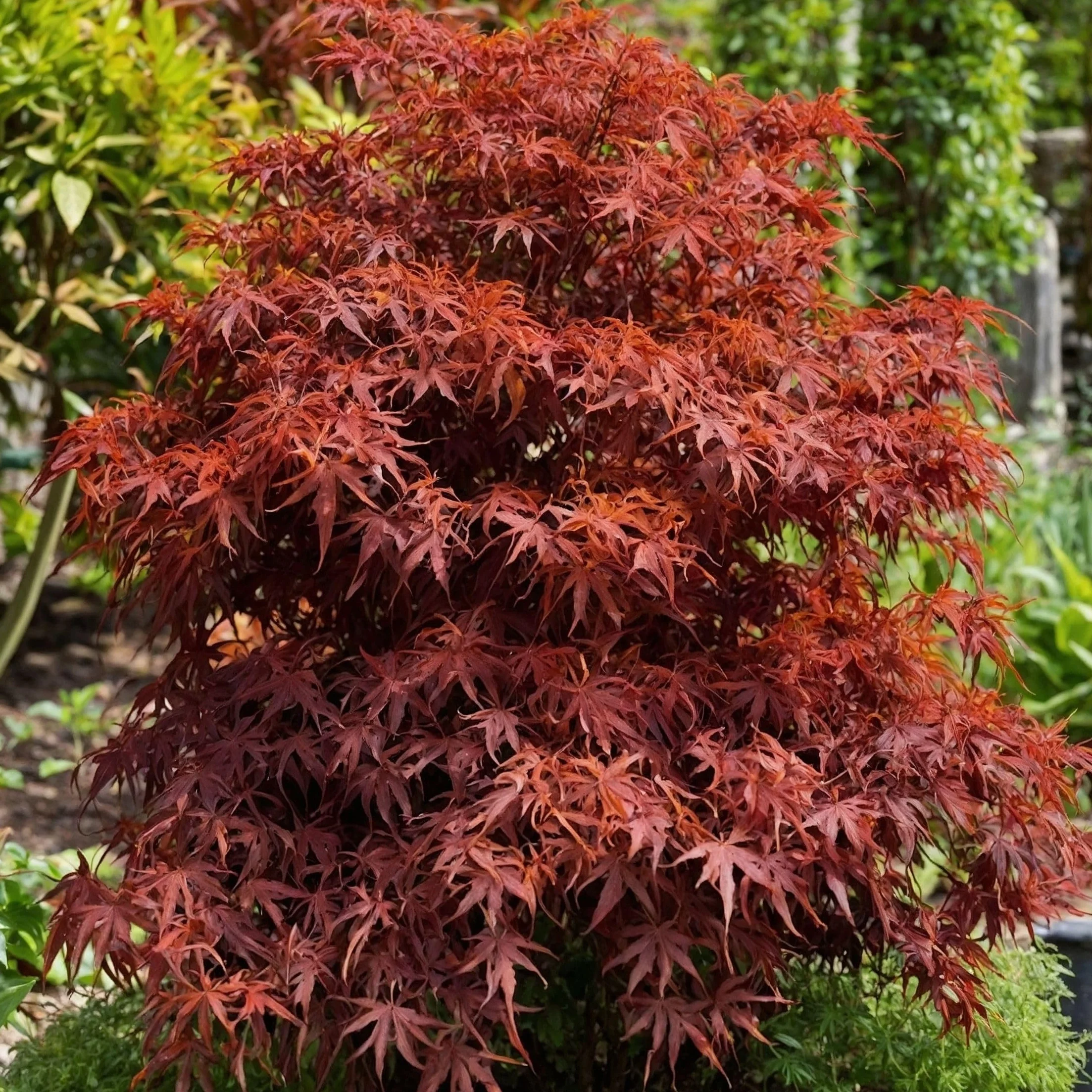 Acer palmatum 'Shaina' - Érable du Japon - Pot 19cm - Hauteur 80-90cm