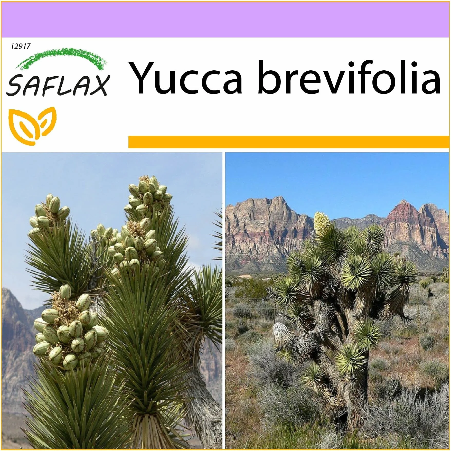 SAFLAX Yucca brevifolia Arbre de Josué 10 graines