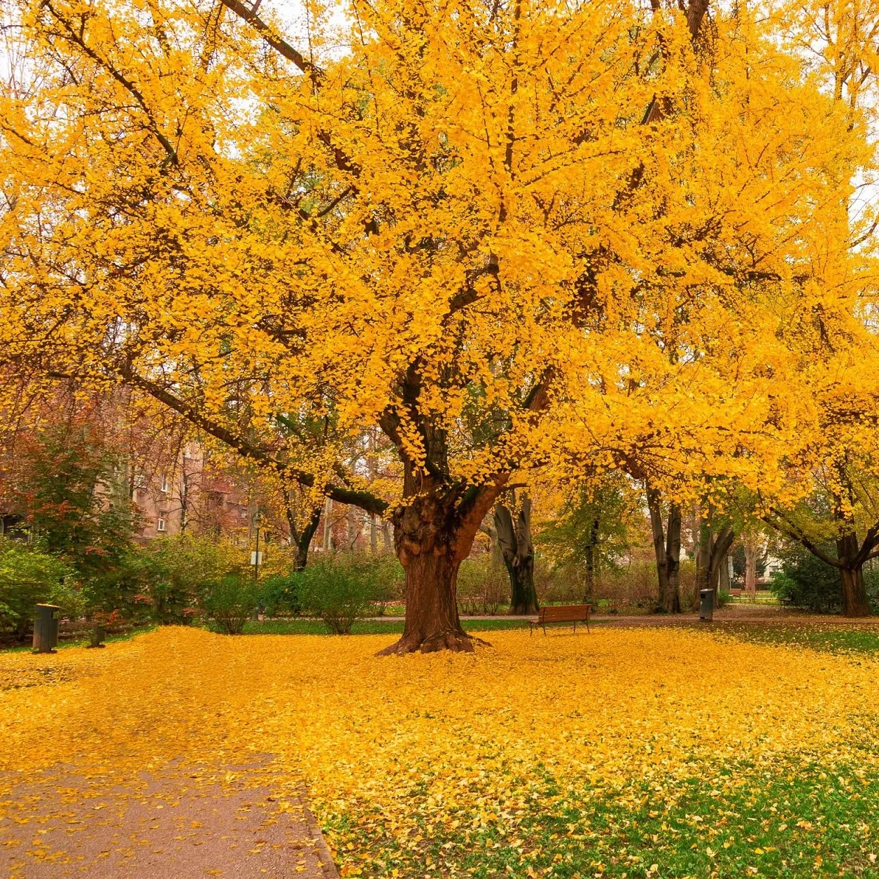 Ginkgo biloba 5 Graines - Arbre aux Quarante Écus