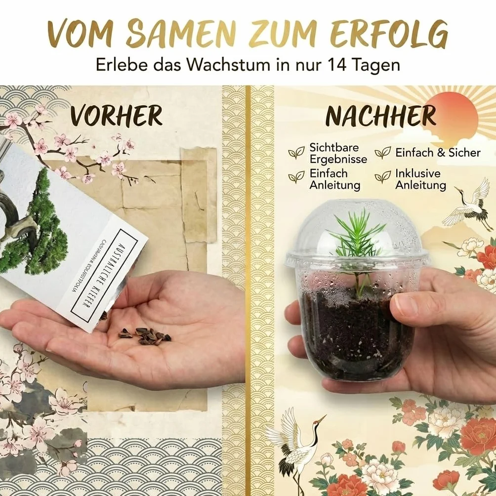 Kit Bonsai GROW2GO avec mini-serre, graines et terre - Pin Australien