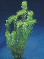 Egeria densa aquatic plant