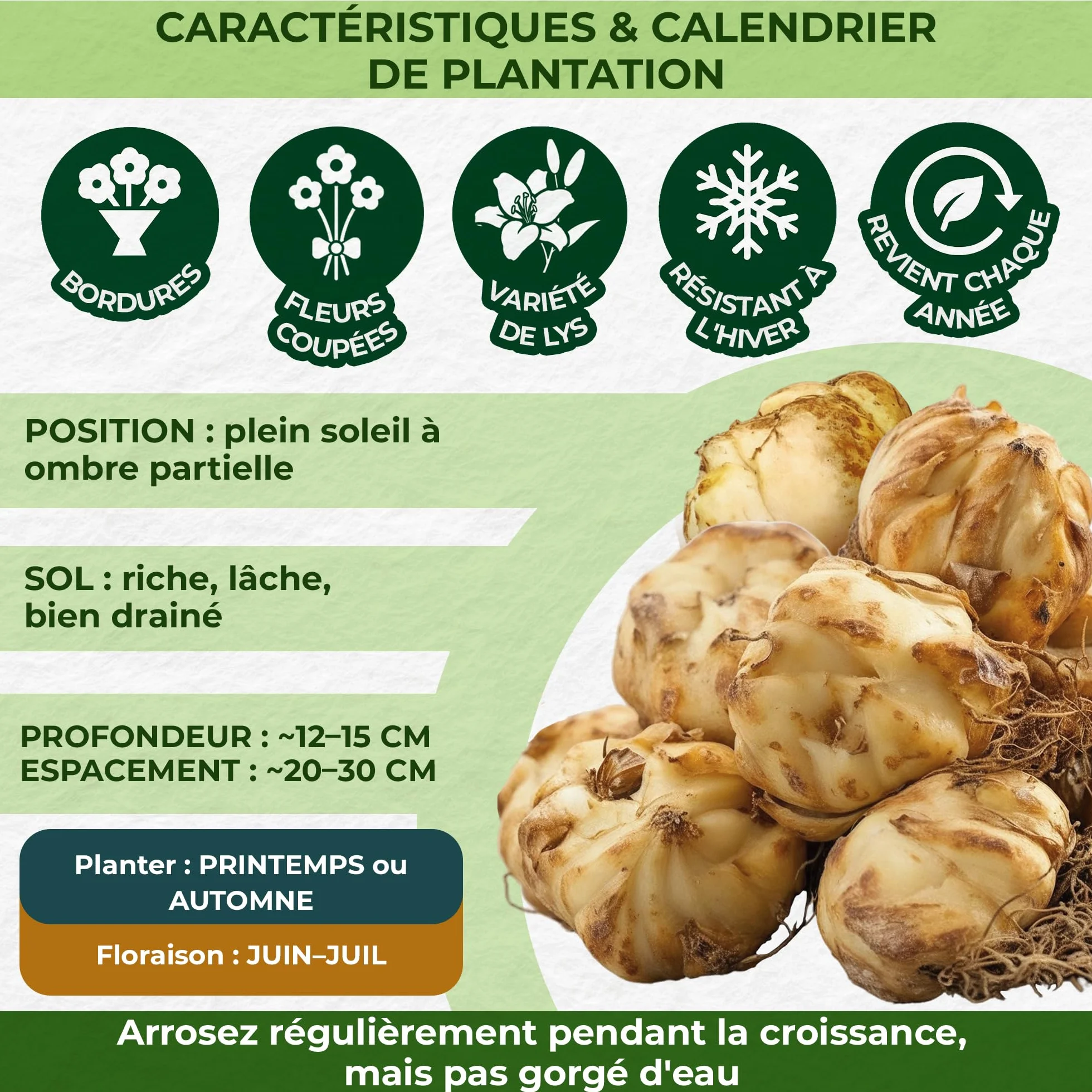 Bulbes de Lys Asiatiques - 15 Bulbes - 5 Variétés - Mélange Vivaces Rustiques Pays-Bas