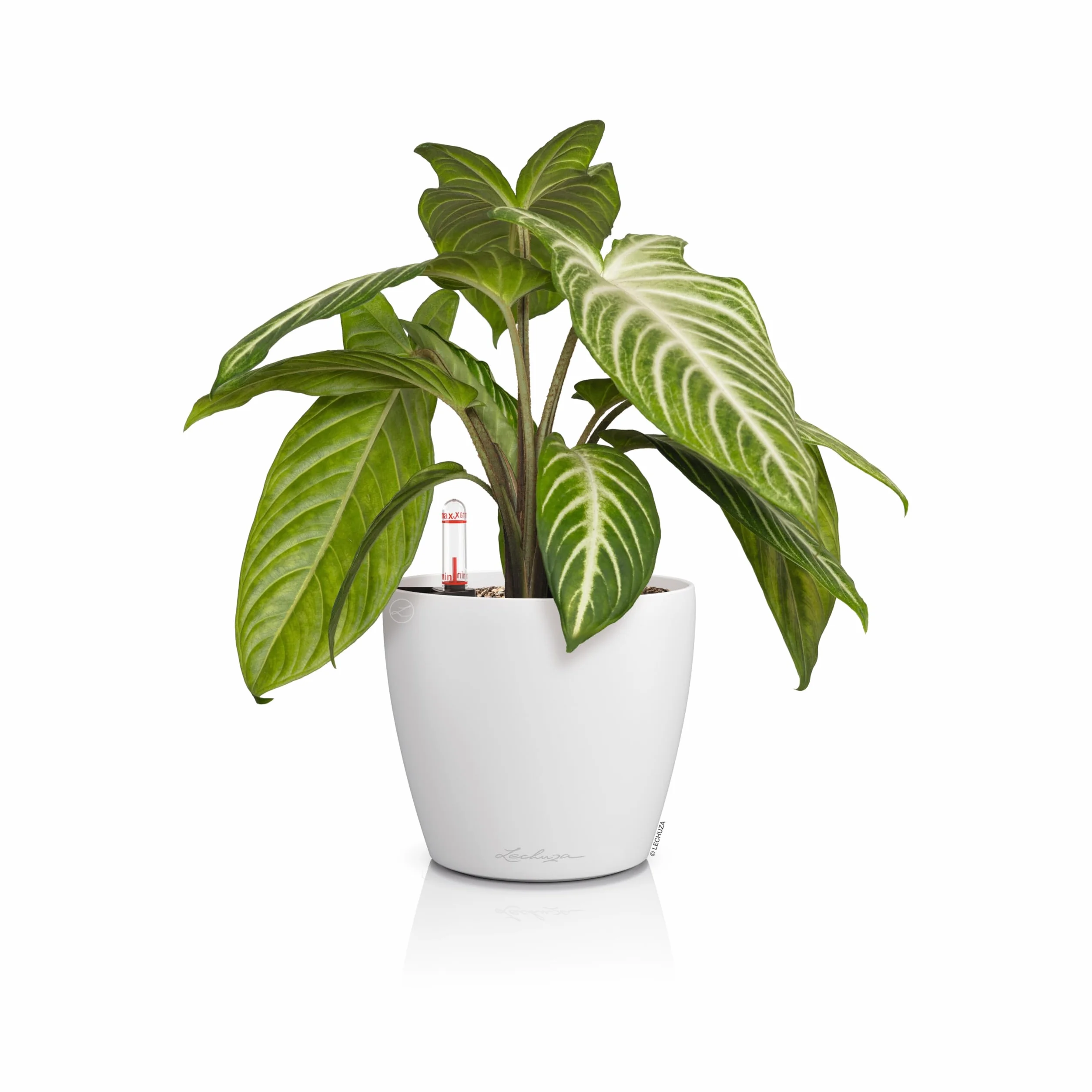LECHUZA Classico Color 14 Pot de Fleurs avec système d'irrigation, indicateur de Niveau d'eau, diamètre 15 cm, Blanc