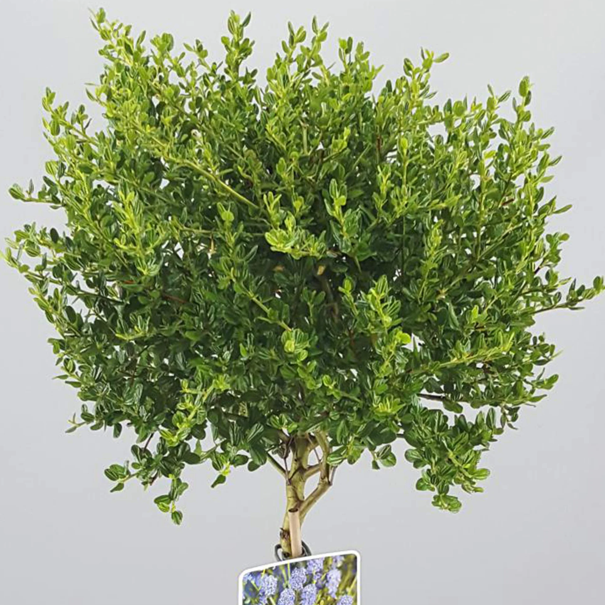 Céanothe Victoria | Lilas sauvage de Californie en pot