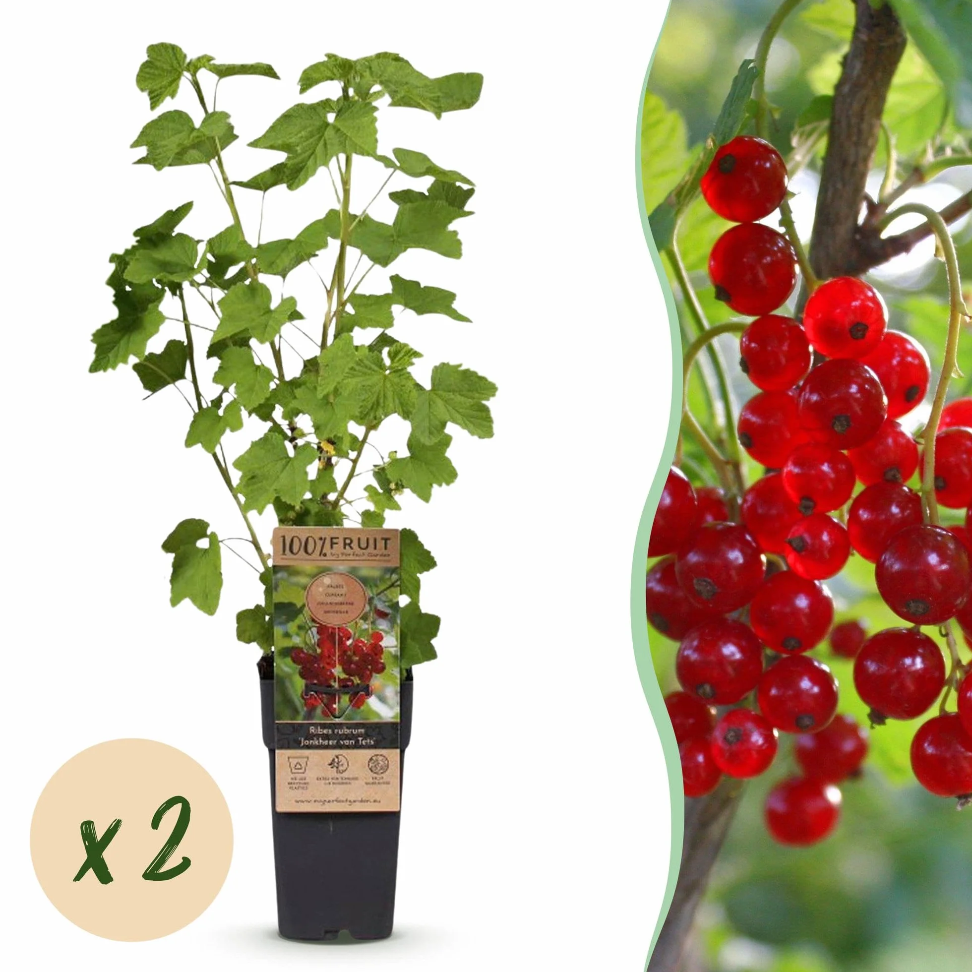 Ribes rubrum Jonkheer van Tets Plante fruitière Groseille 2 Plantes Pot 15cm Hauteur 50cm