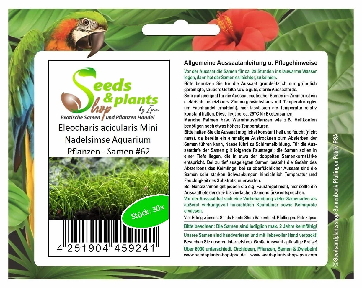 Eleocharis Acicularis Mini Aquarium Plantes - Graines A62