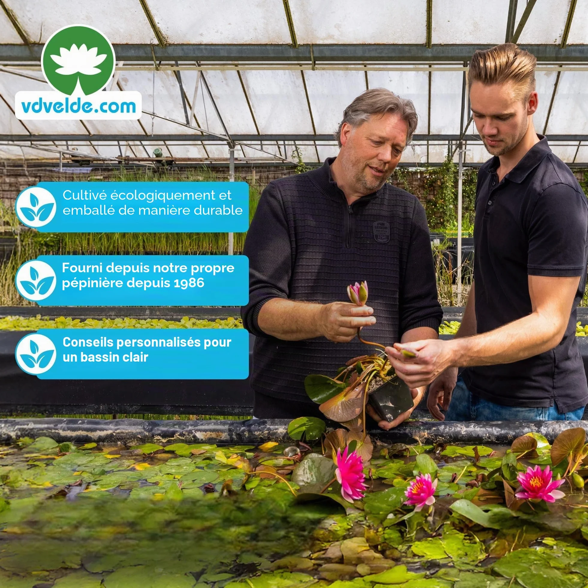 Élodée Elodea Densa Set de 5 Plante Oxygénante pour Bassin Aquarium