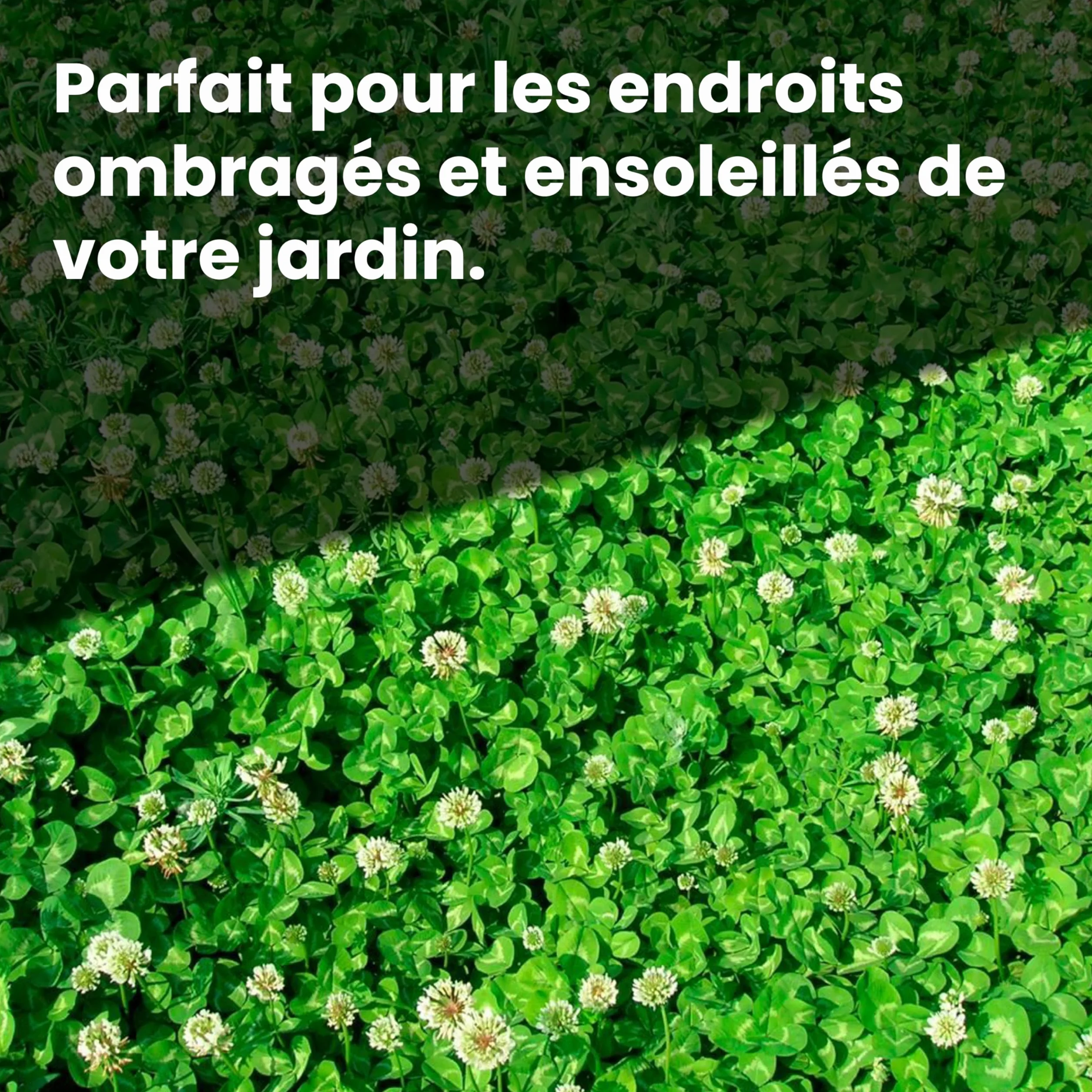 LERAVA® Trèfle blanc 50 m² Fixateur d’azote naturel Couverture strisciante Améliore la fertilité du sol Pour pelouses et jardins
