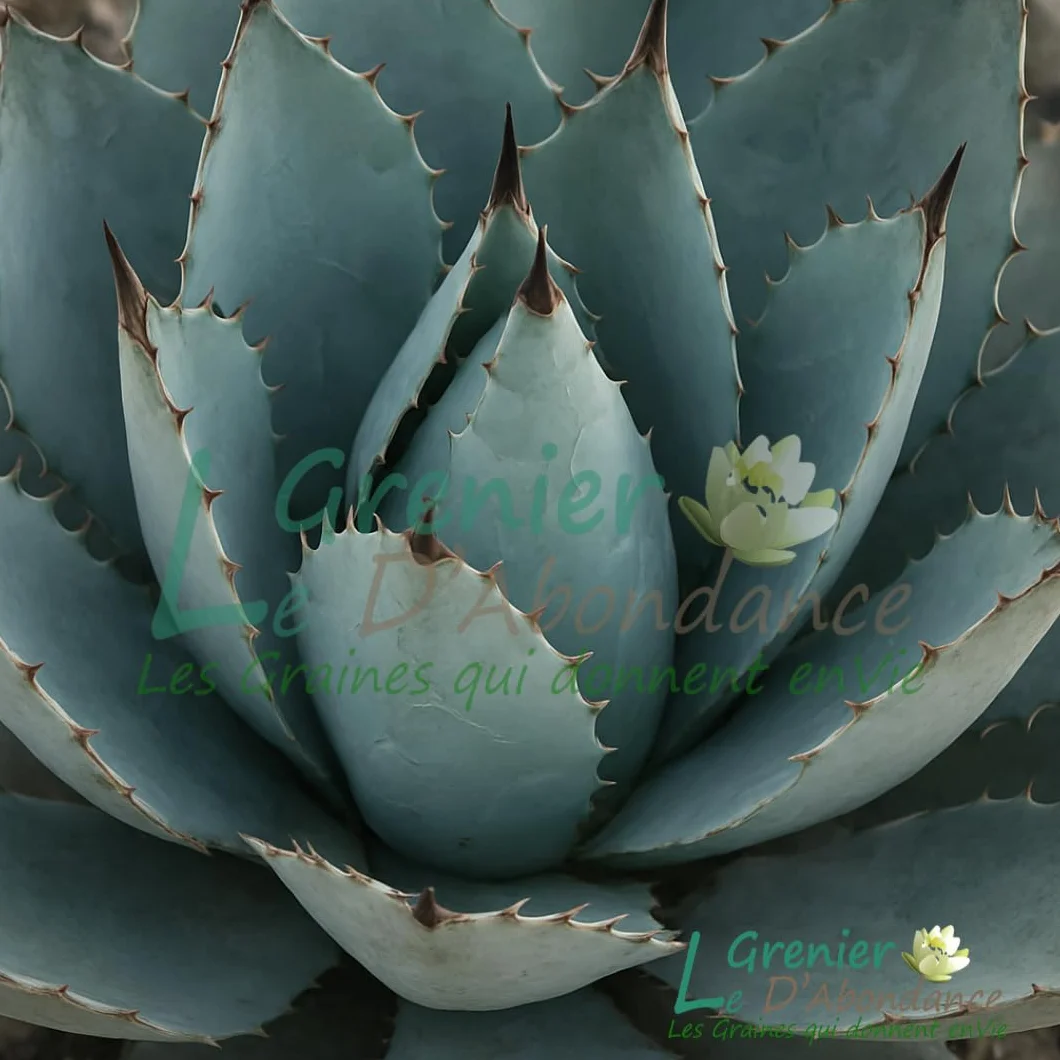 AGAVE HAVARDIANA 25 graines à semer - Le Grenier d'Abondance - Plante Succulente