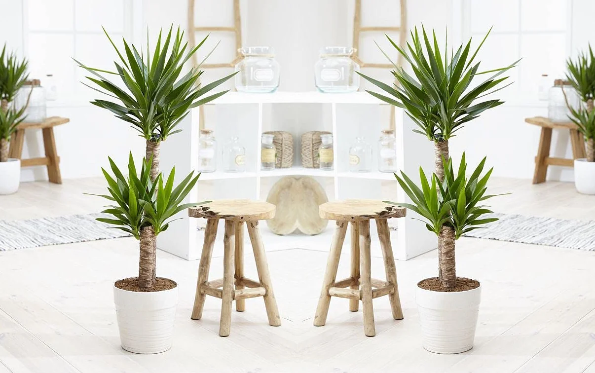 Bloomique Yucca Elephantipes Plante d’intérieur Hauteur 60-70 cm Pot 17 cm