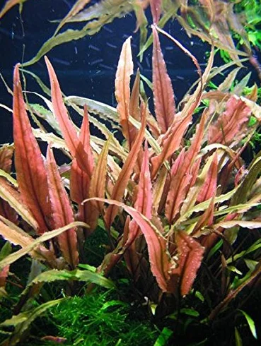 Cryptocoryne undulatus 'Red' 1-2 Grow ! Plantes d'aquarium