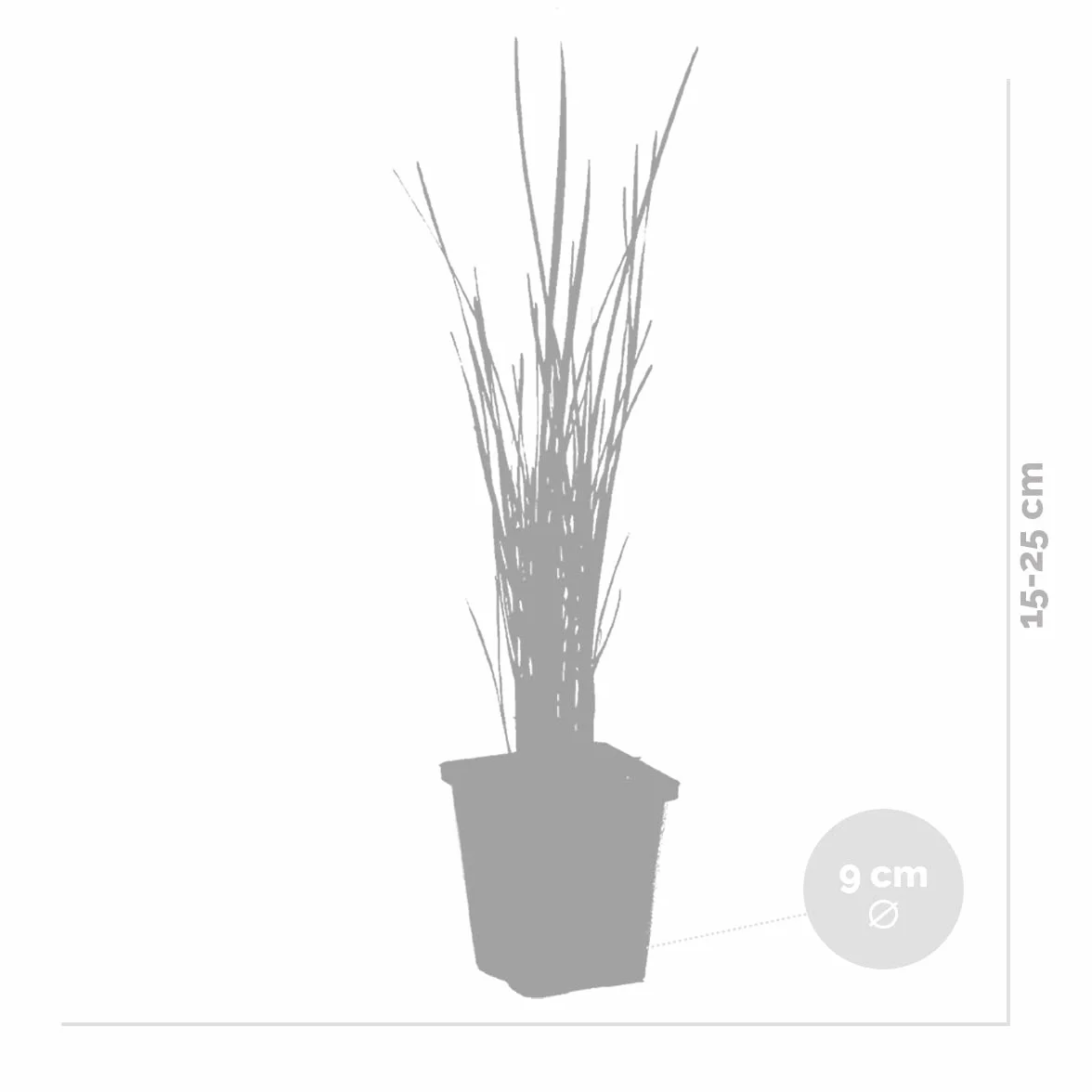 Typha Latifolia Grand Massette Cigare des marais Plantes de bassin Résistante au gel Zone 2-3 Hauteur 15-25 cm Pot 9 cm