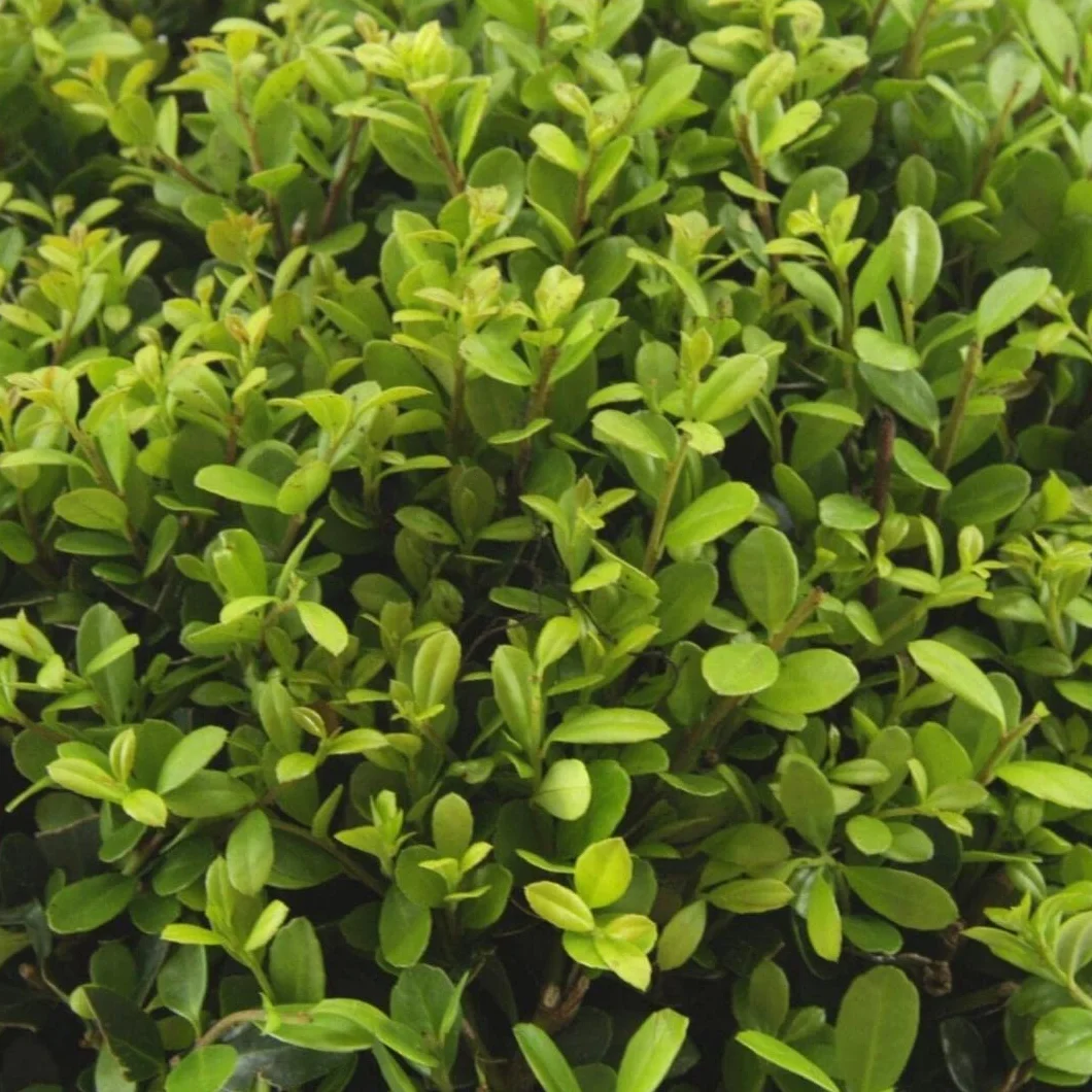 Ilex crenata 'Jenny' 48 Plantes de houx du Japon Ø 7 cm 15 cm Haie rustique Alternative buis Arbuste persistant Jardin