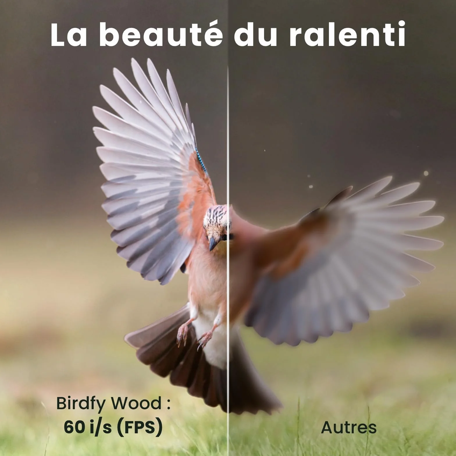 Mangeoire Oiseaux Caméra Birdfy Connectée en Bois avec Caméra Solaire IA 6000+ espèces 1080p