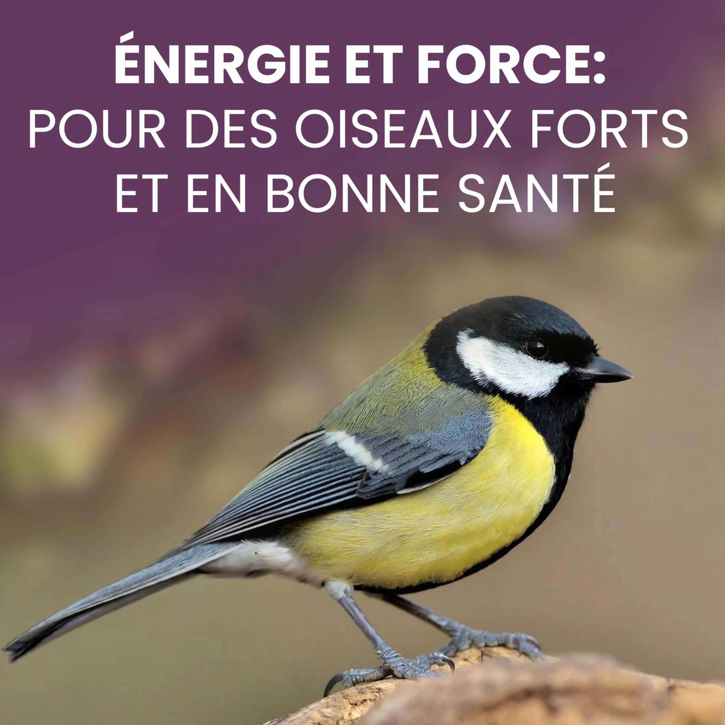 Graines Oiseaux Sauvages 1,7kg Mélange Nourriture Oiseaux Exterieur Jardin Hiver