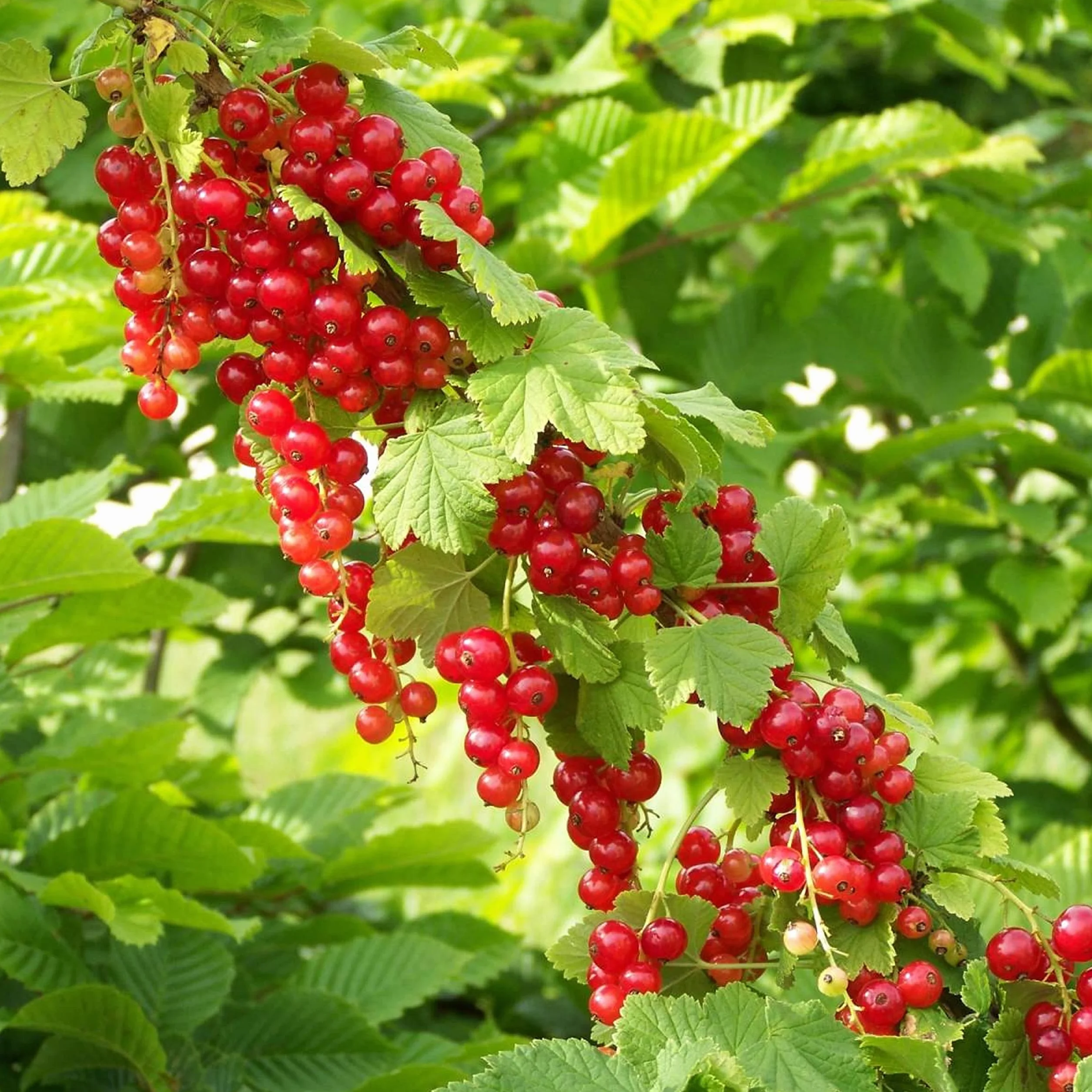 Groseillier à grappe Rouge - 50 Graines - Semences Paysannes Reproductibles