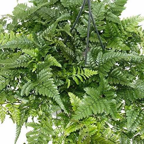 Davallia Humata tyermannii Plante d'intérieur Pot Suspendu 14 cm